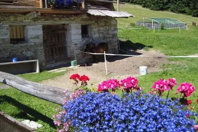 house and flowers in the mountain