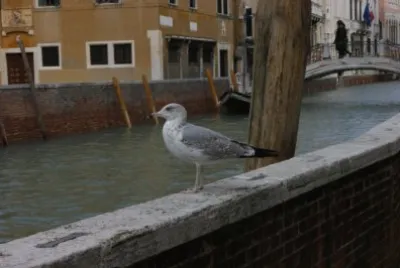 bird in venice