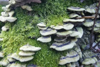 funghi