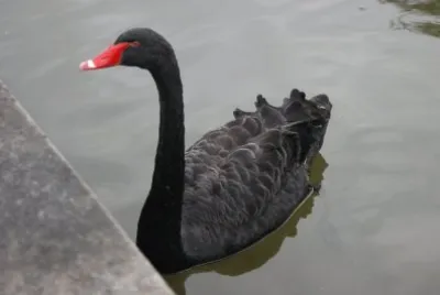 cigno nero
