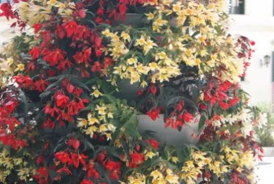 flowers