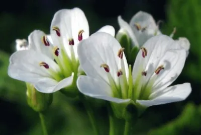 Cardamines