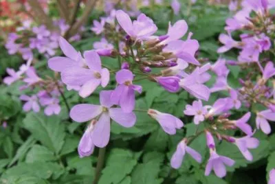 Cardamines