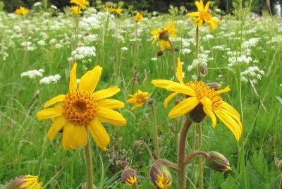 Arnica