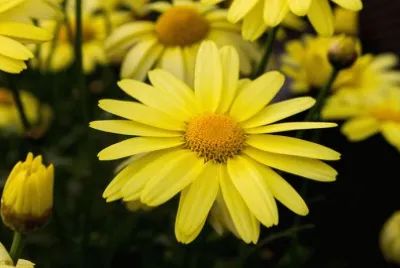 Arnica