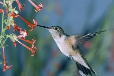 colibri