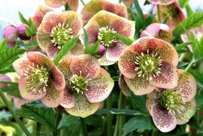 Hellebore