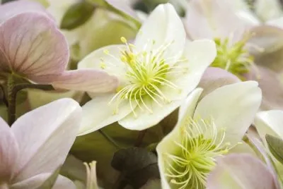 Hellebore