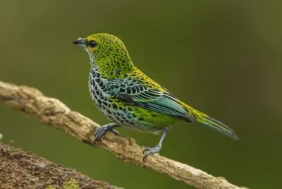 Tangara guttata