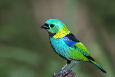 Tangara settecolori