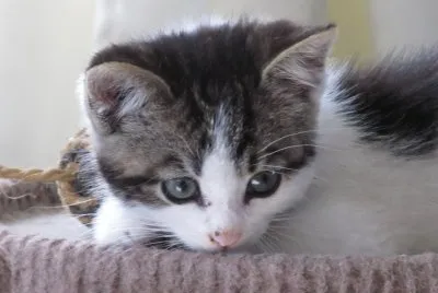 Here Kitty Kitty !