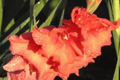 Gladiolas dripping with morning dew