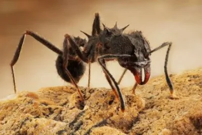 HORMIGA