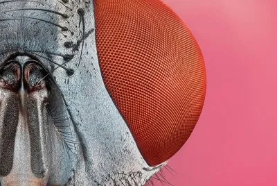 פאזל של OJO DE INSECTO