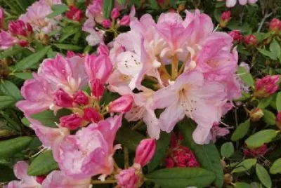 Rhodys