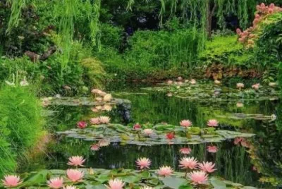 lily pond jigsaw puzzle