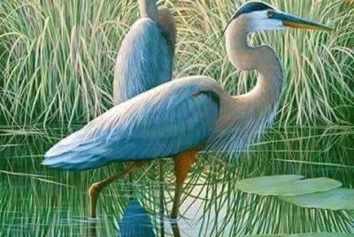 cranes