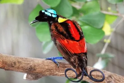bird of paradise