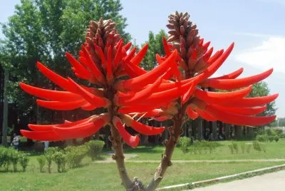 Arbre corail