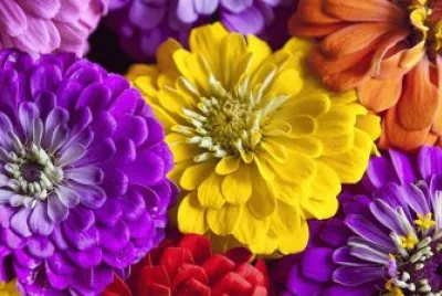 Colorful Zinnia Flowers jigsaw puzzle