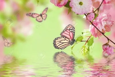 Hermosa mariposa jigsaw puzzle