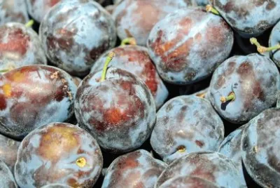 plum dry