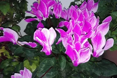 Violeta