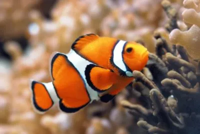 Peixe jigsaw puzzle