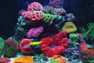 Coral jigsaw puzzle