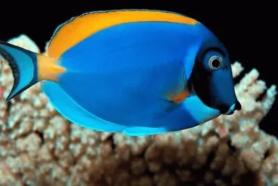 Peixe