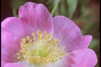 Eglantine