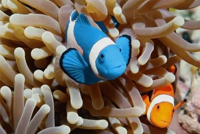 Peixe jigsaw puzzle
