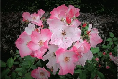 Eglantine