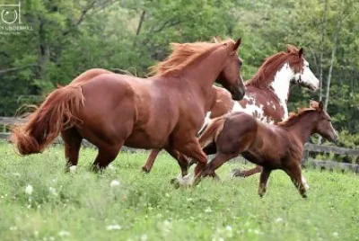 Horse family
