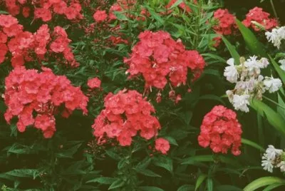 Phlox