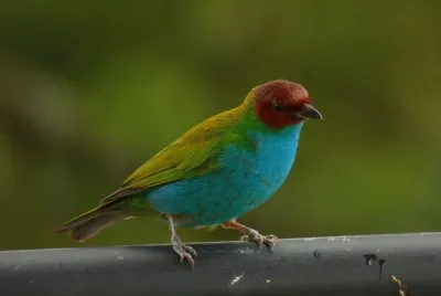 Tangara gyrola