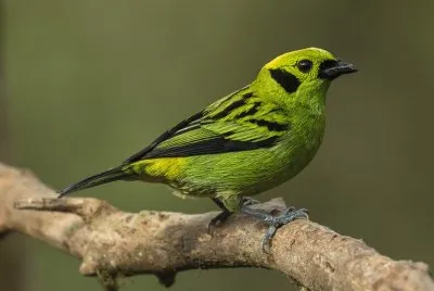 Tangara florida