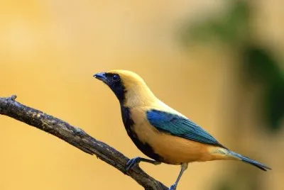 Tangara della cayenna