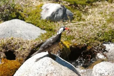 Anatra di torrente