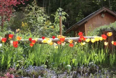 cabaÃ±a y tulipanes