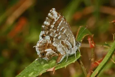 Licenide