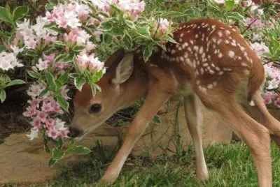 bambi jigsaw puzzle