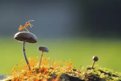 ant/ mushrooms jigsaw puzzle