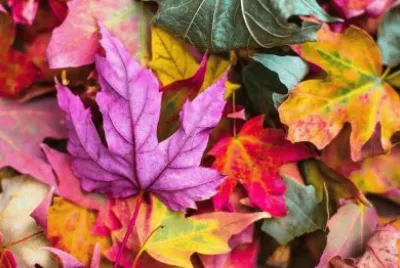 autumn leaves jigsaw puzzle