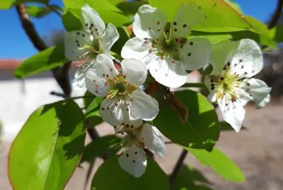 Flor de chabacano