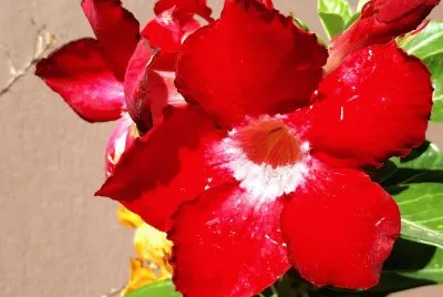 Rosa del desierto