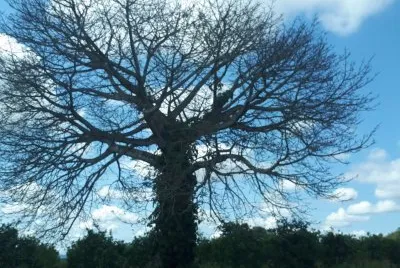 Arbol jigsaw puzzle