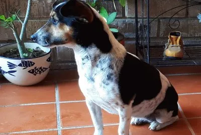  "lola "