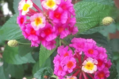 Lantana