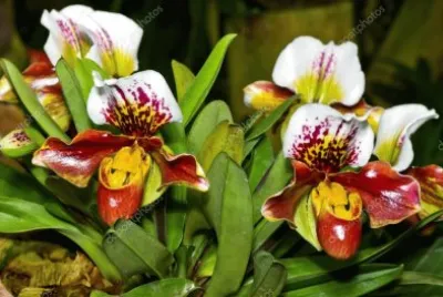 FLORES: ORQUÃDEA SAPATINHO